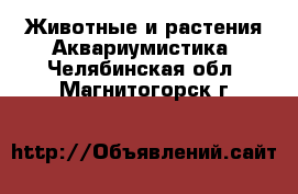 Животные и растения Аквариумистика. Челябинская обл.,Магнитогорск г.